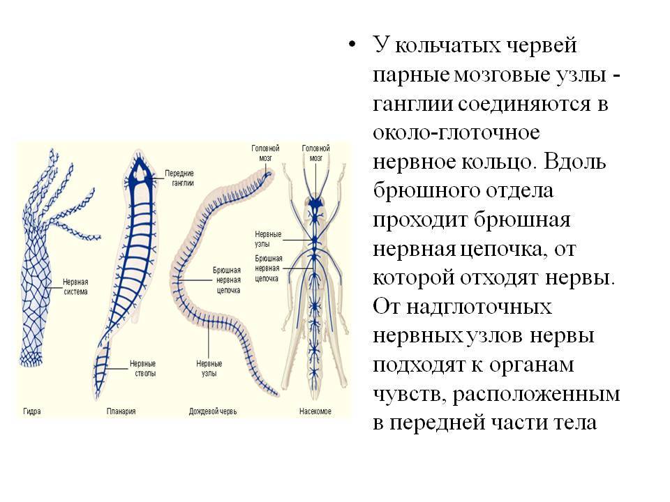 Кракен сайт биз